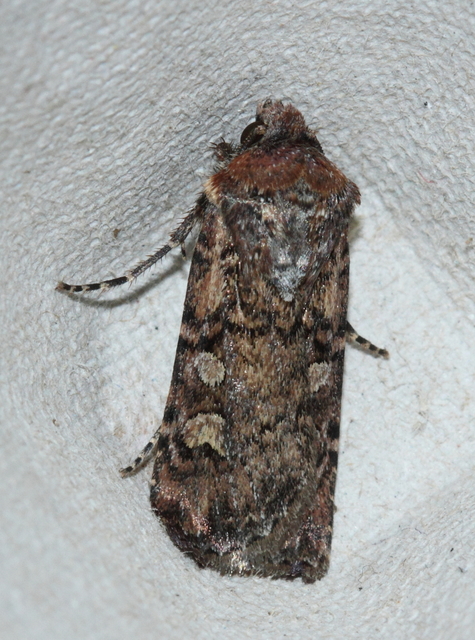 Euxoa tritici - búza-földibagoly