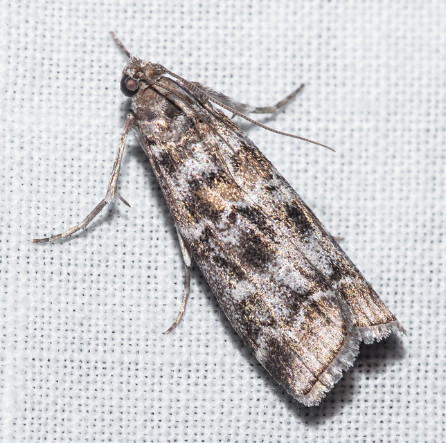 Dioryctria