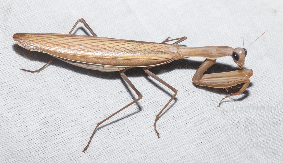 Mantis religiosa - imádkozósáska
