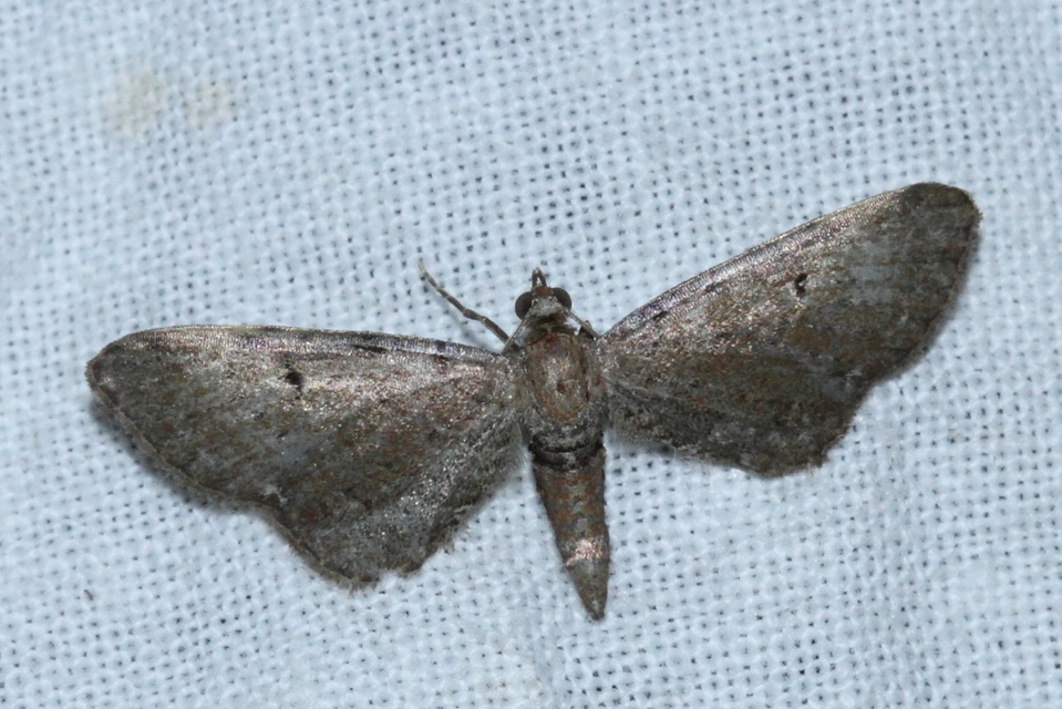 Eupithecia absinthiata - üröm-törpearaszoló