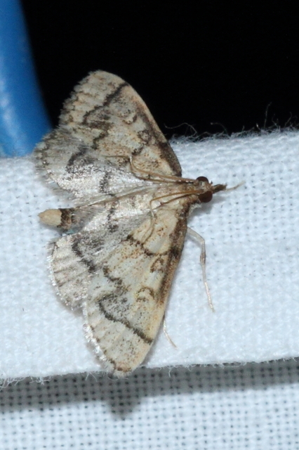 Metasia ophialis - kígyósávos tűzmoly