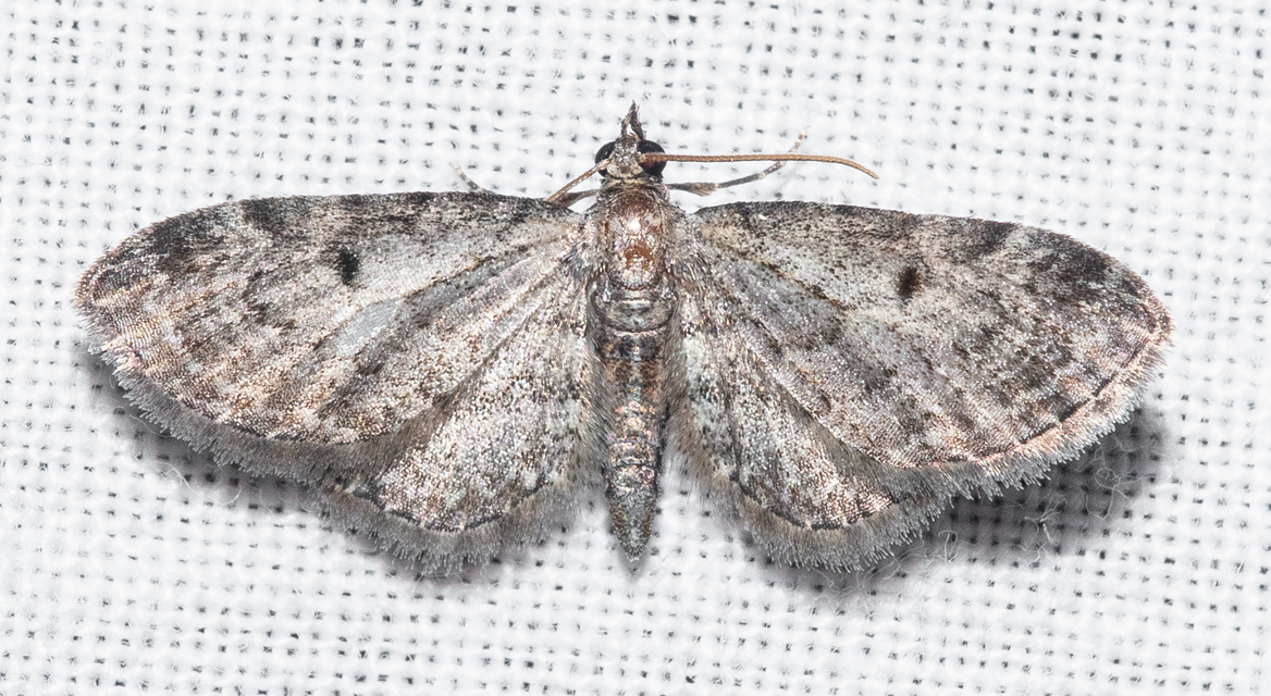 Eupithecia tenuiata - sötétszegélyű törpearaszoló