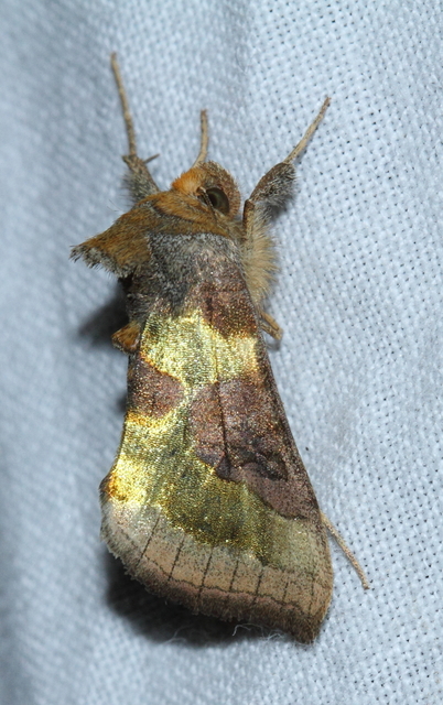 Diachrysia chrysitis/stenochrysis