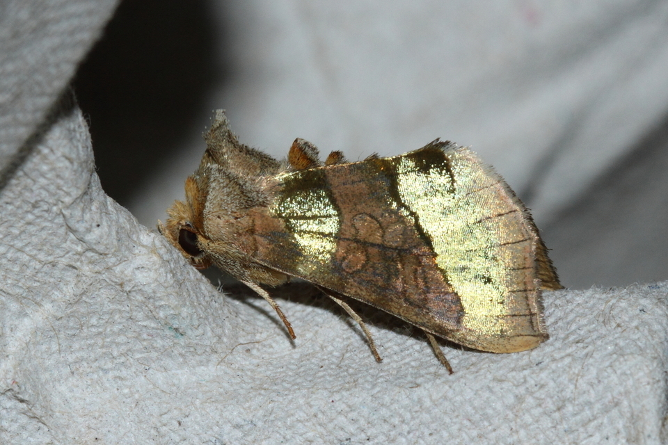 Diachrysia chrysitis - aranybagoly