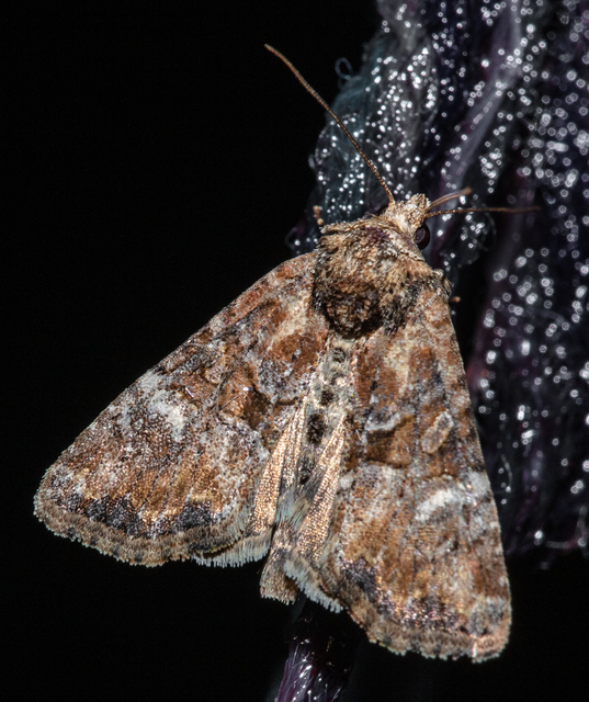 Mesoligia furuncula - kétszínű dudvabagoly