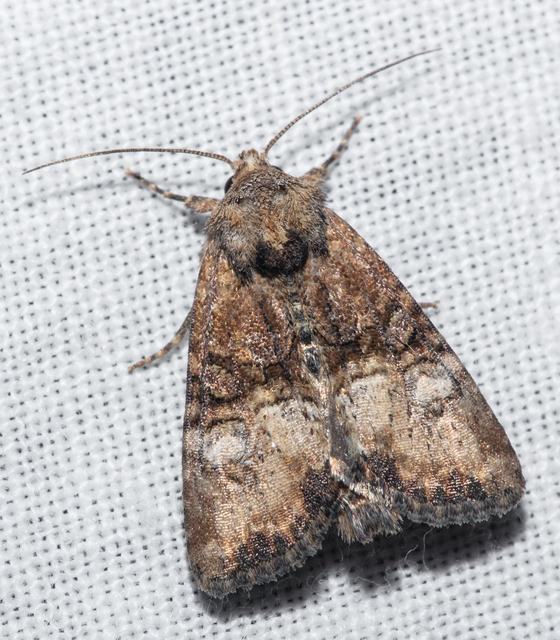 Mesoligia furuncula - kétszínű dudvabagoly