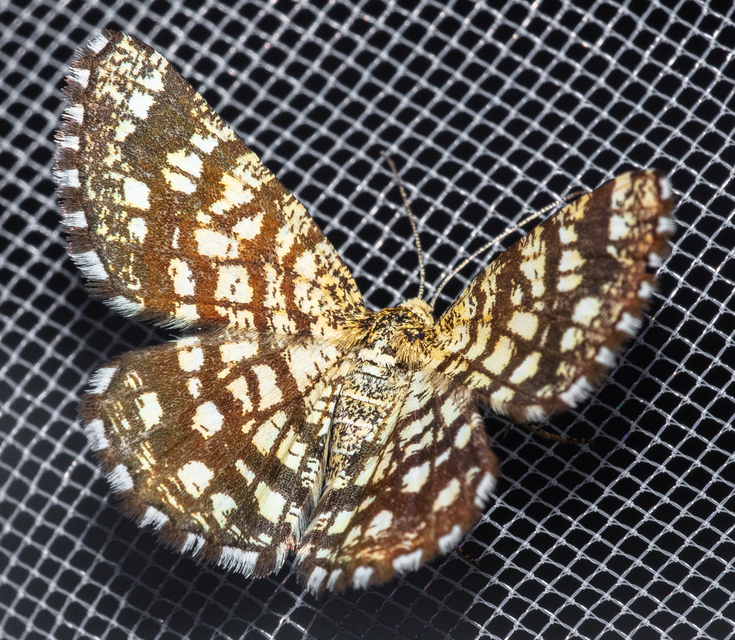 Chiasmia clathrata - rácsos rétiaraszoló