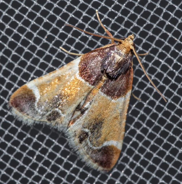 Pyralis farinalis - lisztilonca