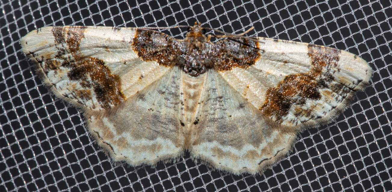 Ligdia adustata - barna levélaraszoló