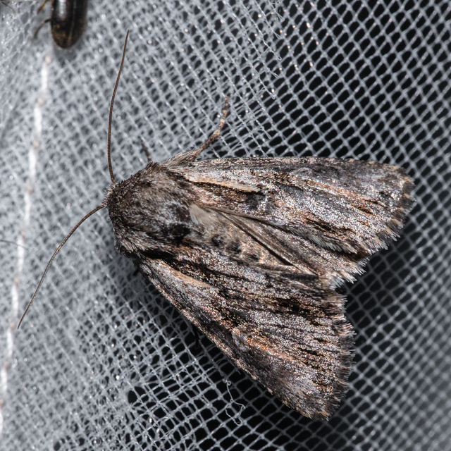 Chloantha hyperici - orbáncfű-sugarasbagoly
