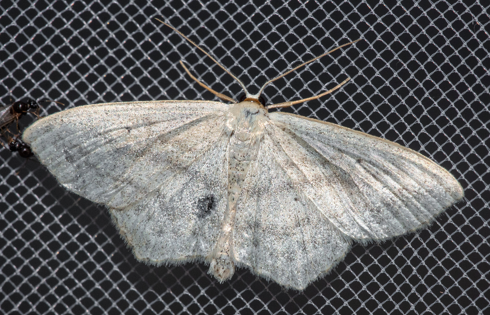 Scopula nigropunctata - feketepettyes araszoló