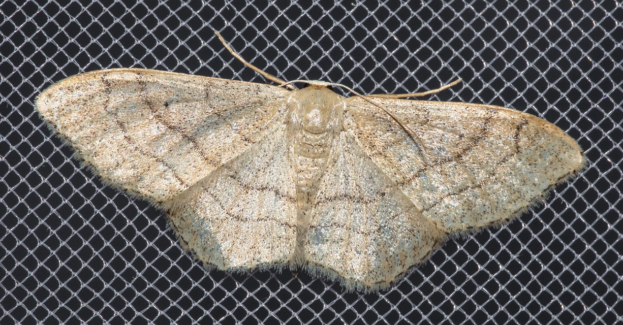 Idaea aversata - nagy sávosaraszoló