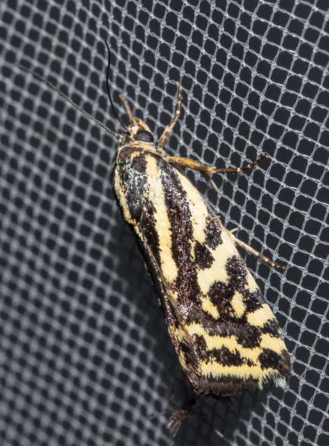 Emmelia trabealis - zebrabagoly