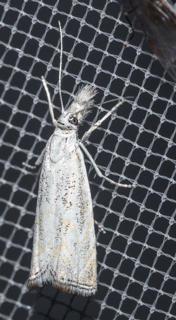 Platytes cerussella - törpe fűgyökérmoly