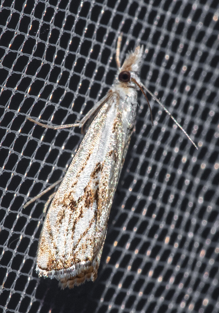 Catoptria falsella - hálós fűgyökérmoly