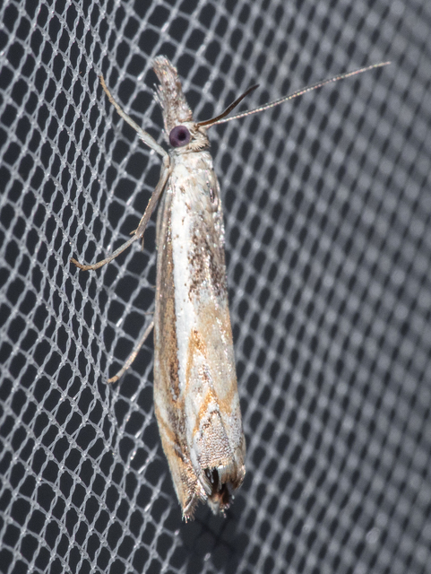 Platytes alpinella - moharágómoly