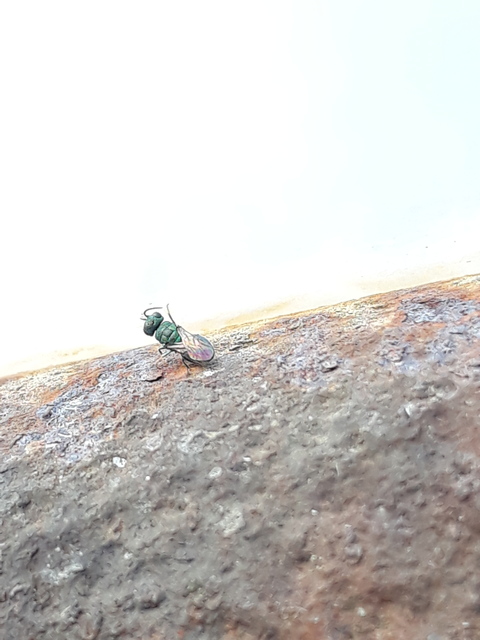 Hedychridium