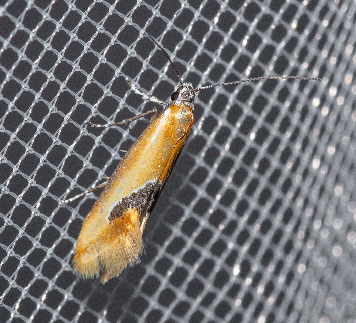 Batia internella/lambdella