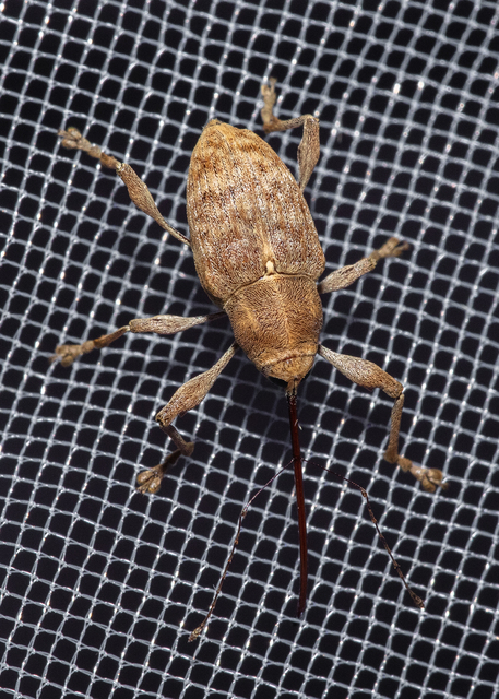 Curculio elephas - gesztenyezsuzsóka