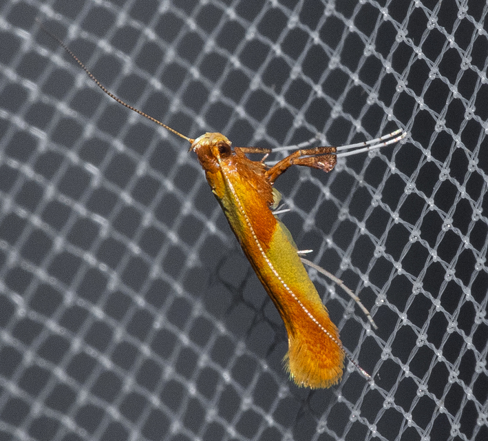 Caloptilia