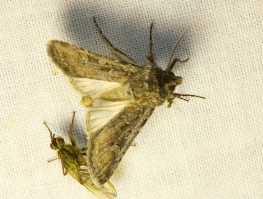 Euxoa tritici/nigrofusca/eruta