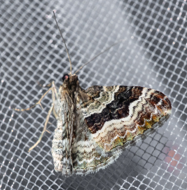 Epirrhoe alternata - galaj-tarkaaraszoló