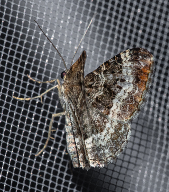 Epirrhoe alternata - galaj-tarkaaraszoló