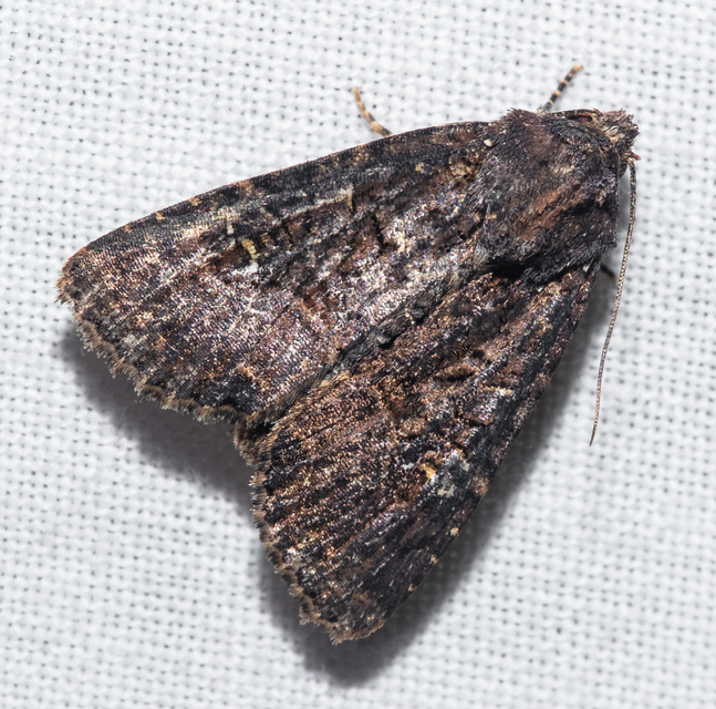 Mesapamea secalella/secalis