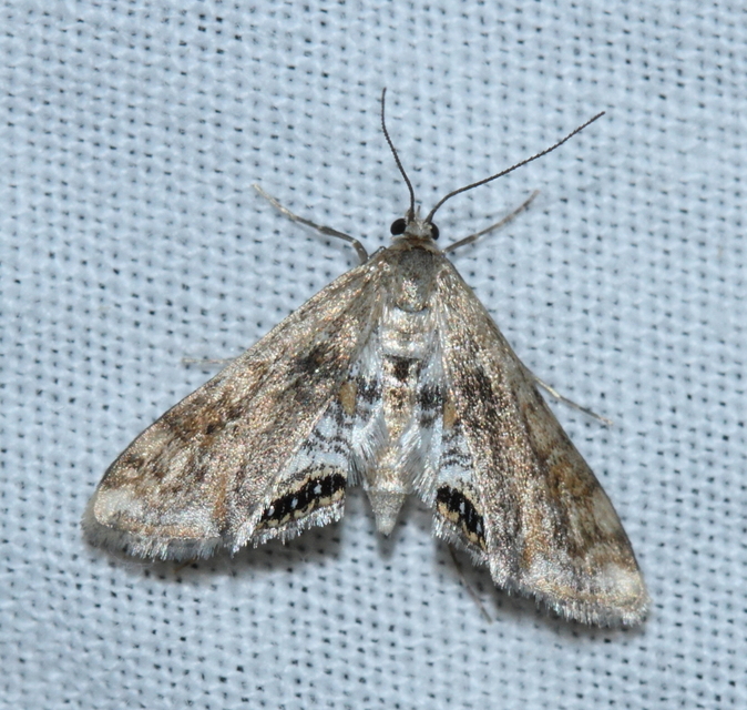 Cataclysta lemnata - békalencsemoly