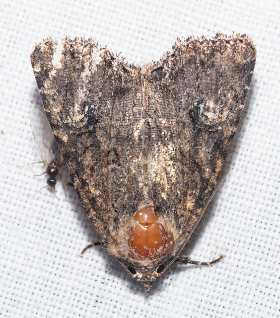 Mesapamea secalella/secalis