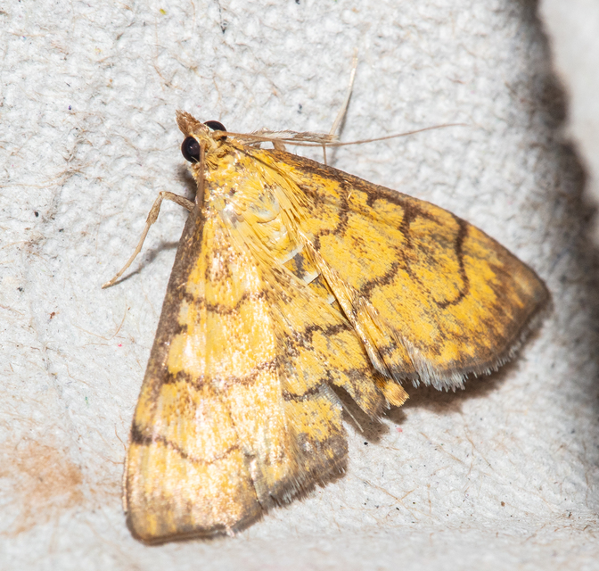 Ecpyrrhorrhoe rubiginalis - rozsdavörös tűzmoly
