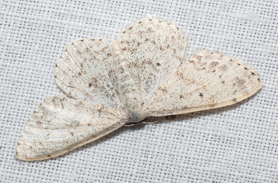 Scopula marginepunctata - pettyes sávosaraszoló