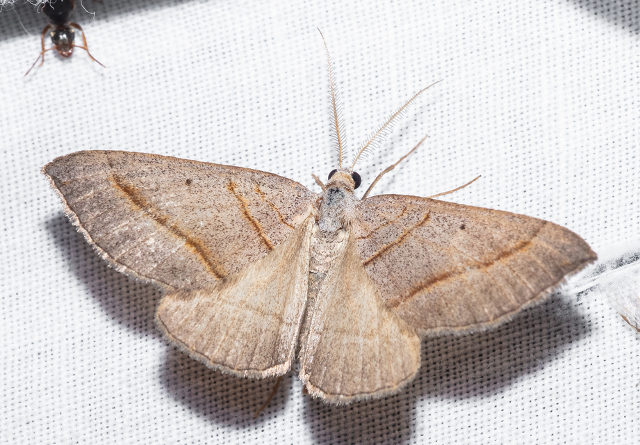 Scotopteryx mucronata/luridata/ignorata