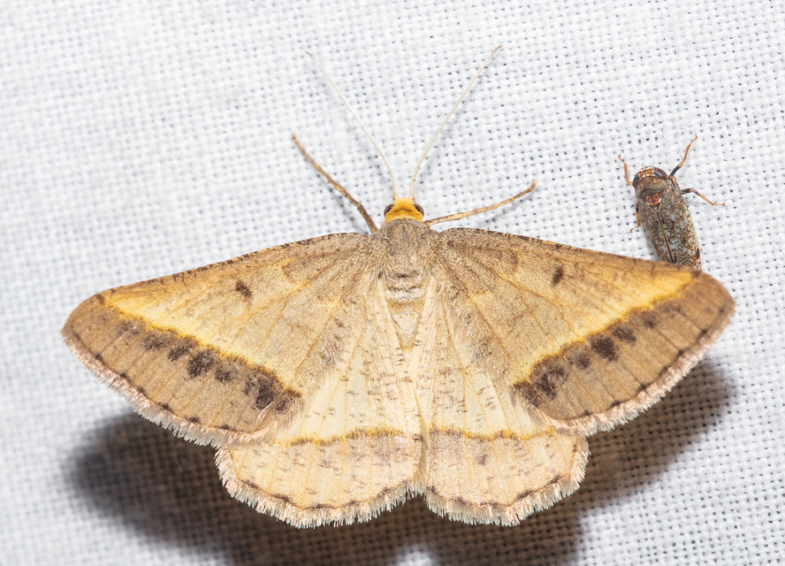 Tephrina arenacearia - lucerna-araszoló