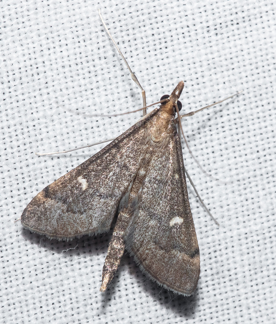 Dolicharthria punctalis - hosszúlábú tűzmoly