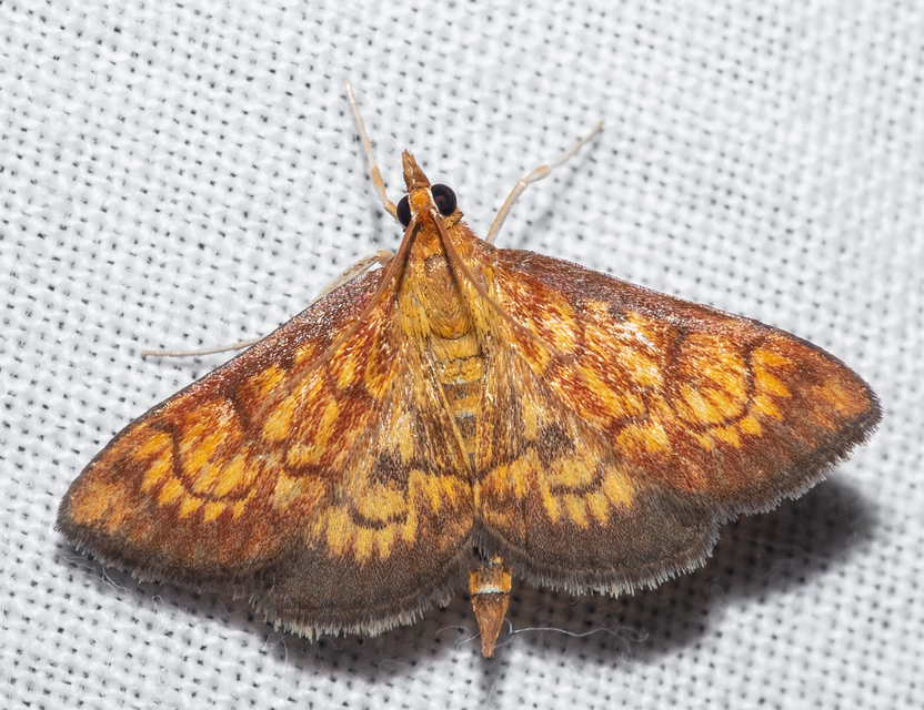 Ecpyrrhorrhoe rubiginalis - rozsdavörös tűzmoly