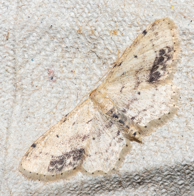 Idaea dimidiata - gyakori apróaraszoló
