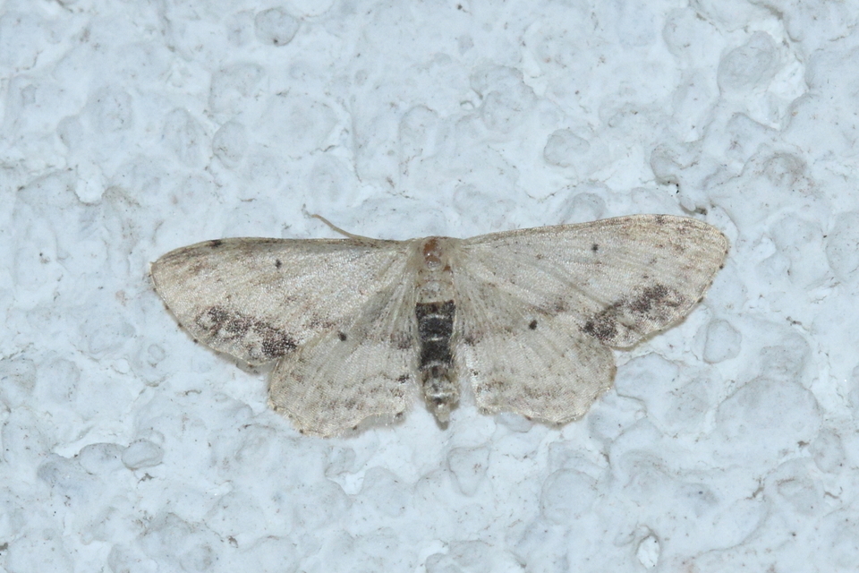 Idaea dimidiata - gyakori apróaraszoló