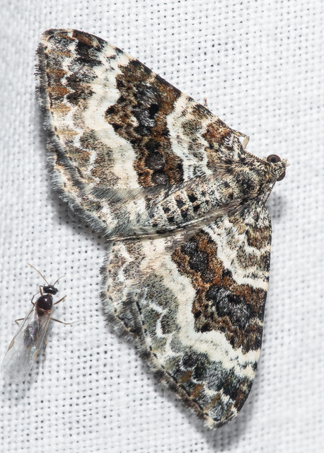 Epirrhoe alternata - galaj-tarkaaraszoló