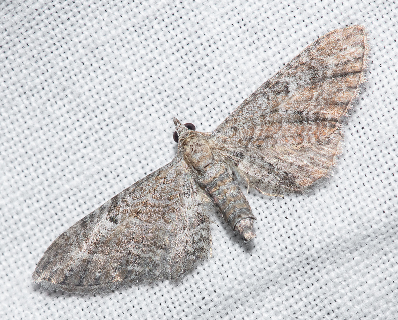 Eupithecia millefoliata - cickafark-törpearaszoló