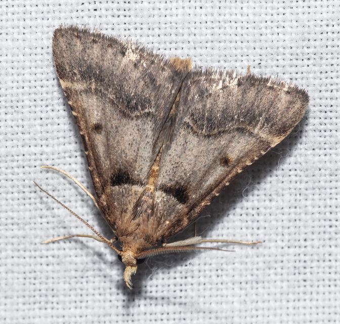 Stemmatophora brunnealis - barna fényilonca