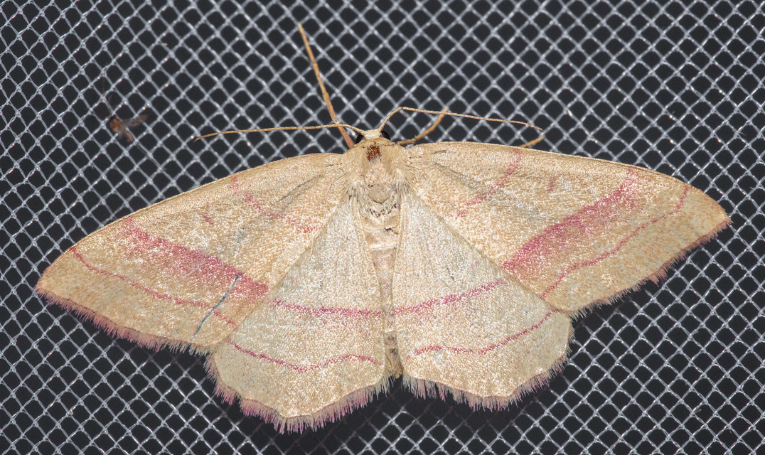 Rhodostrophia vibicaria - pirosszélű araszoló
