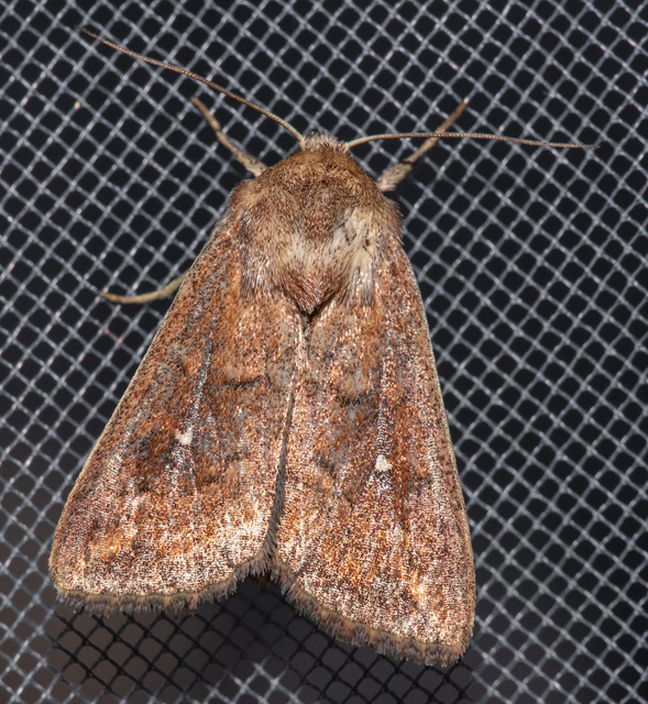 Mythimna albipuncta - fehérpettyes rétibagoly