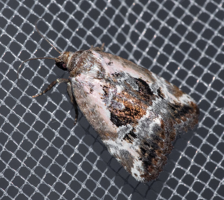 Hapalotis venustula - rózsaszínű mázasbagoly