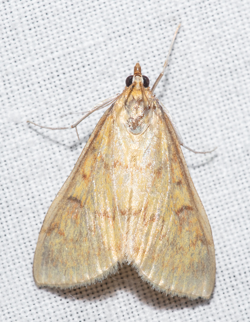 Ostrinia nubilalis - kukoricamoly