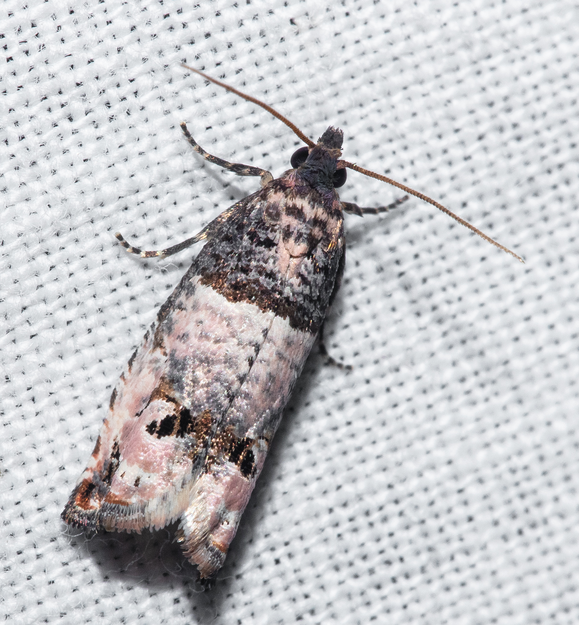 Notocelia incarnatana - jajrózsa-tükrösmoly