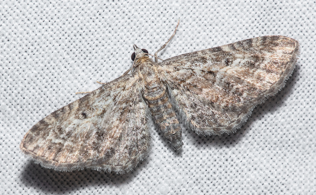 Eupithecia millefoliata - cickafark-törpearaszoló