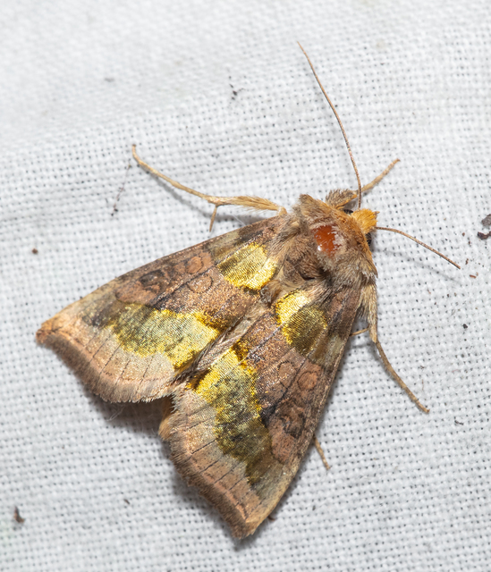 Diachrysia chrysitis - aranybagoly