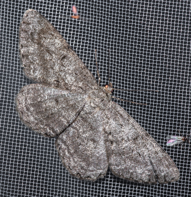 Hypomecis roboraria - nagy tölgyfaaraszoló