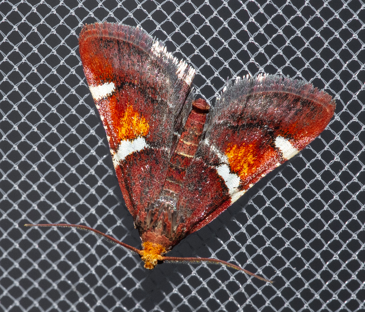 Pyralis regalis - pompás fényilonca